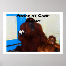 Great Ape Mother at Camp Leakey Poster