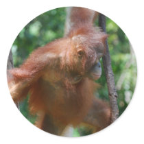 Great Ape sticker