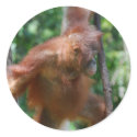 Great Ape sticker