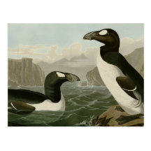 Great Auk Postcard