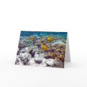 Great Barrier Reef cards