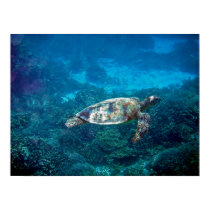 Great Barrier Reef Sea Turtle posters