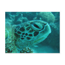Great Barrier Reef Turtle postcards by RichieCunningham Great Barrier Reef Turtle postcards