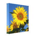 Great Big Happy Sunflower and Bee wrappedcanvas