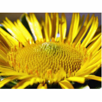 Great Big Yellow Flower Macro Image photo sculptures by lifesphere Great Big Yellow Flower Macro Image photo sculptures