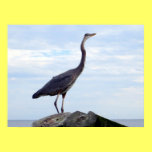 Great Blue Heron Against a Great Blue Sky Poster posters