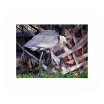 Great Blue Heron and Palm Tree Posters