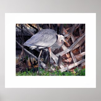 Great Blue Heron and Palm Tree Posters