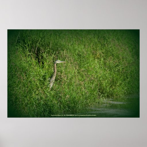 Great Blue Heron at edge of Trojan pond 2 Print