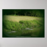 Great Blue Heron at edge of Trojan pond Posters
