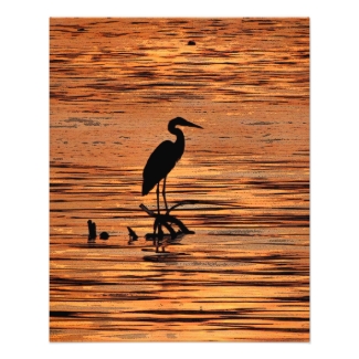 Great Blue Heron at Sunset