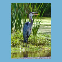 Great Blue Heron at the Pond Print or Poster posters