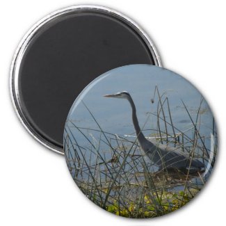 Great Blue Heron at Viera Wetlands Magnet