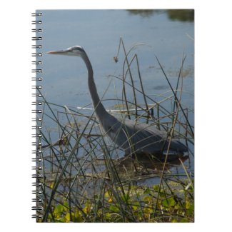 Great Blue Heron at Viera Wetlands Notebook