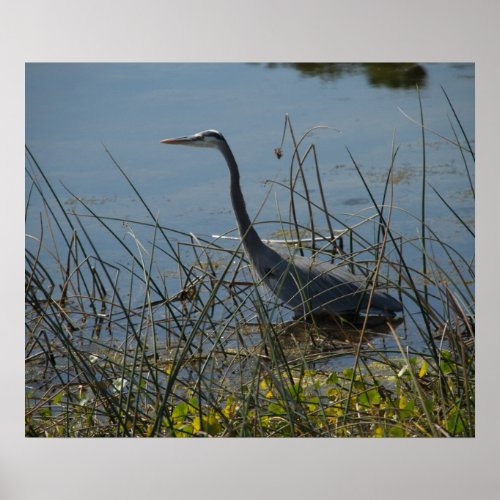 Great Blue Heron at Viera Wetlands Poster