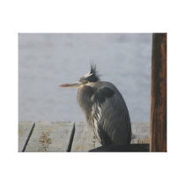 Great Blue Heron canvas prints