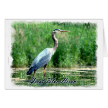 Great Blue Heron cards