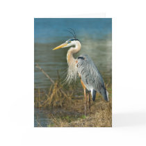 Great Blue Heron Card