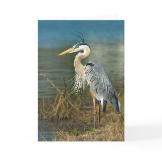 Great Blue Heron Card card