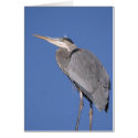 Great Blue Heron Card by Gilliand_Photo Great Blue Heron Card