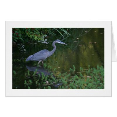Great Blue Heron Card by alberthartley