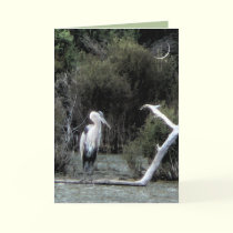 Great Blue Heron cards by MoiraAshleigh Great Blue Heron cards
