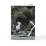 Great Blue Heron Greeting Cards