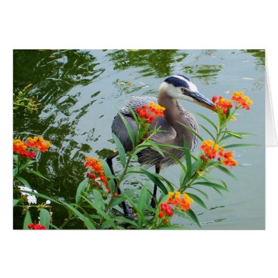 Great Blue Heron Greeting Cards by moonrisings