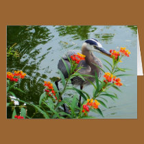 Great Blue Heron cards