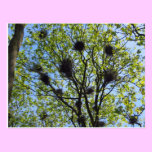 Great Blue Heron Colony Postcard postcards