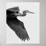 Great Blue Heron Crop black and white posters