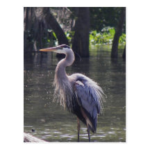 Great Blue Heron Fishing for Lunch Post Card