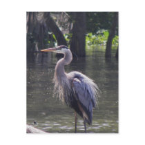 Great Blue Heron Fishing for Lunch postcards by klricca Great Blue Heron Fishing for Lunch postcards