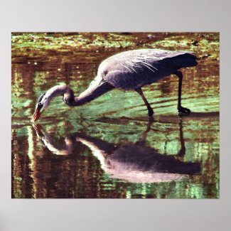Great Blue Heron Fishing Posters