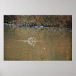 Great Blue Heron - Fishing Print
