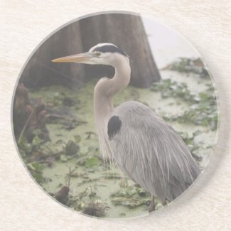 Great Blue Heron Florida Coaster coaster