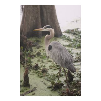 Great Blue Heron Florida Print print