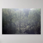 Great Blue Heron flying at Trojan pond, near Goble Poster