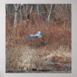 Great Blue Heron Flying Poster