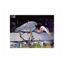 Great Blue Heron Foraging Poster