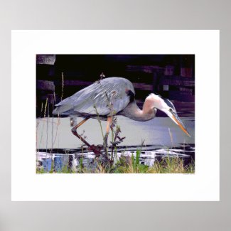 Great Blue Heron Foraging Poster