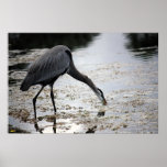 Great Blue Heron III Print