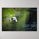 Great Blue Heron in flight, Trojan pond,3 Print