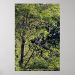 Great Blue Heron in the trees by Trojan pond Posters