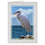 Great Blue Heron in White Phase Card