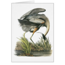Great Blue Heron, John Audubon Greeting Cards