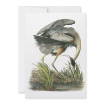 Great Blue Heron, John Audubon Custom Invitation