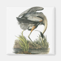 Great Blue Heron, John Audubon Magnet