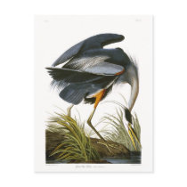 Great Blue Heron, John James Audubon Post Cards