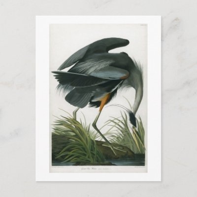 Great Blue Heron, John James Audubon Postcards
